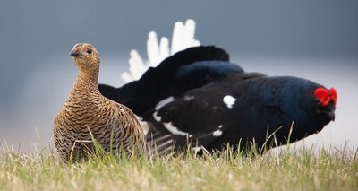 Die Birkhühner sind in der Region vom Aussterben bedroht. Das Artenschutzprogramm des Freistaates soll dies verhindern. 