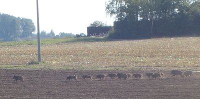 Die Glückspilze des Jahres: Jäger haben es an der Landesgrenze von Sachsen und Thüringen auf Wildschweine abgesehen - doch sie entkommen. Glück hat Andreas Seidel: Ihm gelingt ein Foto vom Schweinsgalopp.