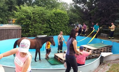 Das Missgeschick des Jahres: Ein grasendes Pferd gerät in den Pool einer Familie aus Rosenbach. Wer hilft? Na klar, die Feuerwehr. Sie baut eine Rampe - und das Pferd ist gerettet. 