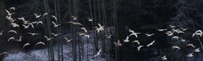 Das Naturschauspiel des Jahres: Ein besonderes Spektakel können Vogtländer zum Beginn des Jahres 2019 an der Talsperre Pöhl beobachten. Riesige Schwärme großer Möwen bevölkern über Wochen das Gewässer. Ornithologen zählen in Spitzenzeiten bis zu 2700 Exemplare. Die Küstenvögel nutzen den Stausee als Schlafplatz. Die Tiere kommen aus aller Herren Länder: Polen, Finnland, Slowakei und den Mittelmeerländern. Schlüsselereignis dieser Entwicklung ist laut Experten das Schließen vieler Deponien im Raum Leipzig und Magdeburg. Auf der Suche nach neuen Nahrungsquellen kommen die Küstenvögel bis ins vogtländische Mittelgebirge. Bei der Auswahl ihrer pflanzlichen und tierischen Nahrung sind sie nicht besonders wählerisch: Auf den Kompostanlagen in Zobes und dem erzgebirgischen Adorf ist der Tisch für sie reich gedeckt. Die Nächte verbringen sie dann an der Pöhl. Allerdings bleiben die Möwen nur, solange die Talsperre eisfrei ist. Friert sie zu, ziehen die Schwärme weiter. 