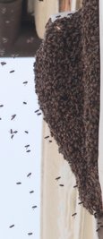 Die Aliens des Jahres: Manche glaubten an Außerirdische, doch tatsächlich sind es Bienen, die im Mai ein Haus in Plauen bevölkern - ein Naturschauspiel. 