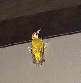 Der Irrtum des Jahres: Während eines Zombiefilms flattert der Vogel vor der Auerbacher Kino-Leinwand umher. Hat er sich diesen Film wirklich ausgesucht? Die Feuerwehr rückt an - und fängt den Specht mit einem Kescher ein. 