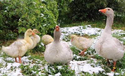 Die Coolsten des Jahres: Schnee im Mai? Die Fränkischen Landgänse in Lengenfeld nehmen den plötzlichen Wintereinbruch im Frühling tapfer hin - ob 2020 eine ähnliche Überraschung mit sich bringt? 