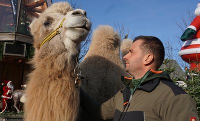 Der Weihnachtsstar des Jahres: Kamel Aladin ist die neue Attraktion in der Wald Jacob's Weihnachtswelt Wohlhausen. Ein richtiges Prachtexemplar - männlich, zwischen drei und vier Jahre alt und zutraulich. Im Vogtland hat das Zirkustier nun eine neue Heimat gefunden. 