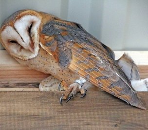 Die Schleiereule versteckt sich noch in ihrer Voliere. 