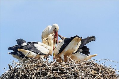 Nestglück.