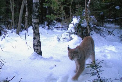 Am Rabenberg wurde dieser Luchs mehrfach von einer Fotofalle erfasst. 