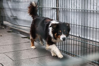 Das Tierheim Röhrsdorf veranstaltet ein Fest für große und kleine Tiere und ihre Besitzer.