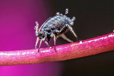 Die Schwarze Bohnenlaus gilt als ein natürlicher Feind des Springkrautes. 