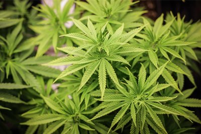 Aus Cannabispflanzen – diese hier sind etwa vier Wochen alt werden Haschisch und Marihuana hergestellt.