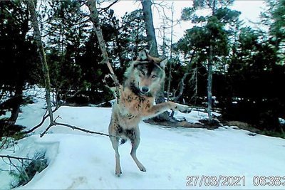 Im März 2021 lichtete eine Wildkamera diesen Wolf bei Kühnhaide ab.