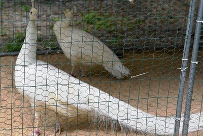 Zwei Pfaue sind ebenfalls neu im Tierpark. Beide befinden sich noch in Quarantäne.