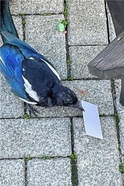 Die Elster namens Erni stibitzte die Visitenkarte unserer Redakteurin und ist nun offenbar auf dem Weg nach Hollywood. 