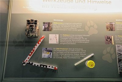 Werkzeuge der Wolfs-Sucher: DNA-Probeset, Maßband, Wildkamera, Fotoapparat.