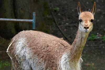 Ein Vikunja, das zur Gattung der Kamele gehört.
