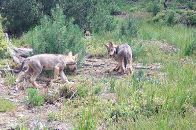 Eine Wildkamera hat zwei Welpen des Marienberger Wolfspaares abgelichtet.