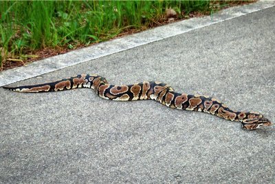 Das Tier wurde auf dem Radweg zwischen Aue und Bockau entdeckt.