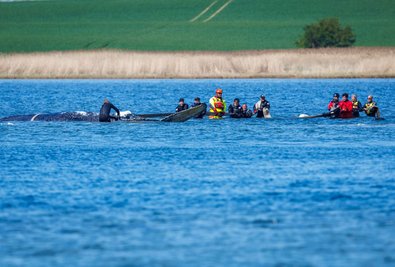 "Ans Würdelose grenzendes Gezerre" nennt Greenpeace-Experte Thilo Maack das Geschehen am Wal.