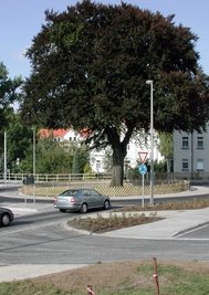 2005 ist der Kreisverkehr um die Jahrzehnte alte Rotbuche herum fertiggestellt worden. 