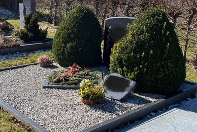Die Wurzeln von Buchsbäumen können Grabstein und Einfassung wegdrücken, wenn sie größer werden.