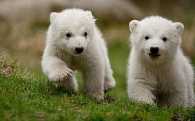 Auch in München sind Anfang des Jahres Eisbären-Zwillinge geboren worden: Die 14 Wochen alten Tiere erkunden ihr Gehege.