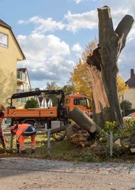 2021 ist die ortsbildprägende Rotbuche dem Sturmtief Ignatz zum Opfer gefallen. 