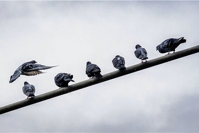 In den vergangenen Jahren hat die Zahl der verwilderten Tauben (Symbolbild) in der Plauener Innenstadt immer mehr zugenommen. 