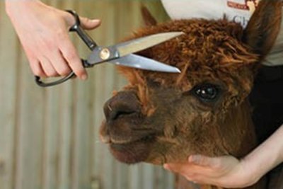Auch Alpakas müssen einmal im Jahr zum Friseur. In diesen Tagen erhalten die knapp 80 Stuten und Hengste auf der Traumweide in Oberwiesenthal ihre Sommerfrisuren.