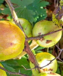 Im Herbst leuchtet die Quitte. Das vitaminreiche Kernobst ist Grundstoff für Gelee oder Fruchtmus.