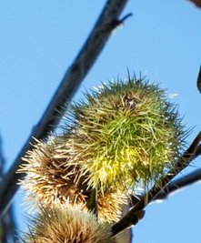 Die ersten Maronen sind schon reif - nicht nur in Oederan. Sie können gekocht und geröstet werden.