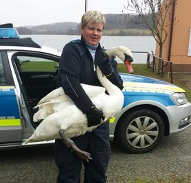 Eine Polizeimeisterin fing den Schwan ein. Eine Streife brachte ihn zur Talsperre Pirk.