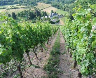 Wirkt unspektakulär, ist aber eine der berühmtesten Lagen Deutschlands: der Scharzhofberg. 