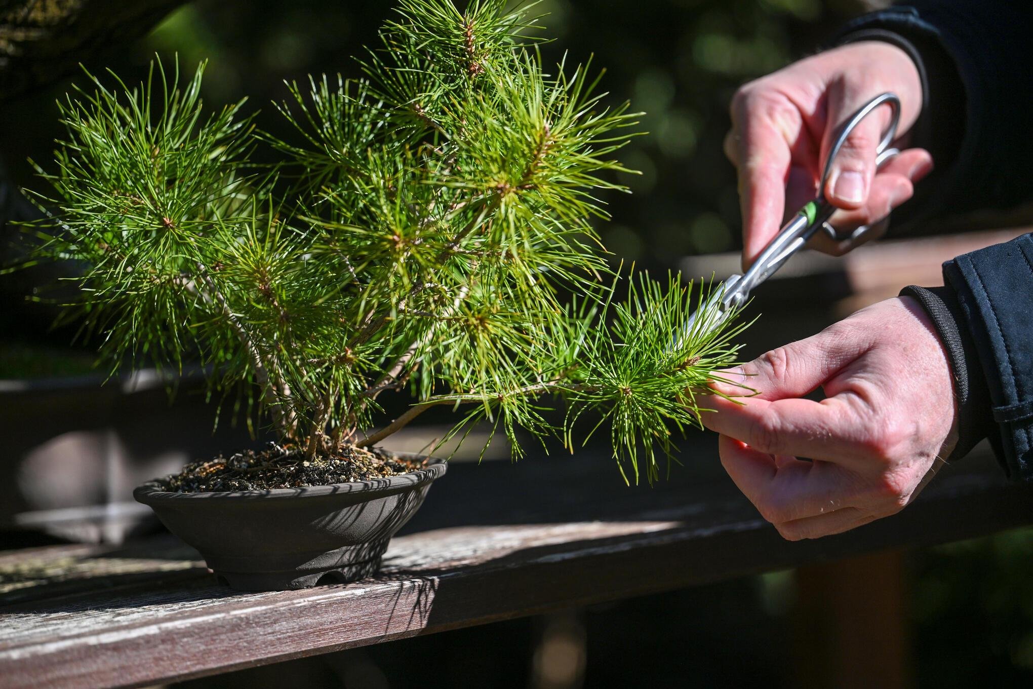 Faszination Bonsai: Fernstliche Gartenkunst in Chemnitz zu bestaunen