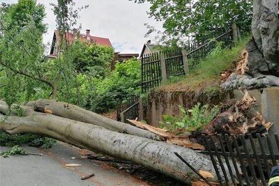 Der wuchtige Buchenstamm ist auf die Schönecker Straße gefallen.