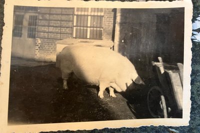 Die Sau Pascha im Schweinestall neben dem Lebensmittelladen. Mit einem Gewicht von 350 Kilogramm und der stattlichen Größe brachte sie so manchen Gelenauer zum Staunen.