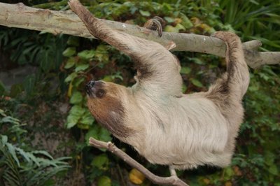 Faultier Oscar hat sein Gehege im Tropenhaus des Chemnitzer Tierparks bezogen.