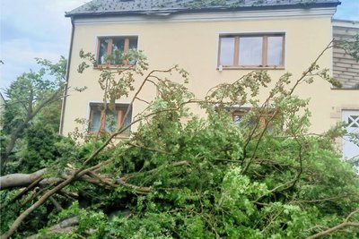 Die Buche fiel in den Vorgarten des benachbarten Hauses. Auch das Dach wurde beschädigt.