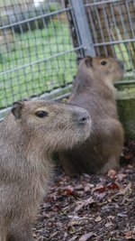 Ein Wasserschwein ist am Donnerstag aus seinem Gehege im Limbach-Oberfrohnaer Tierpark entlaufen. 