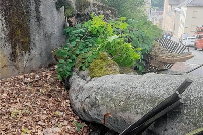 Stamm und Krone waren stattlich. Der Baum wird auf mindestens 100 Jahre geschätzt.
