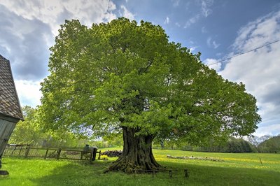 Um alte Bäume wie diese 950 Jahre alte Linde in Sorgau zu schützen, fordern Bürger in Marienberg die Wiedereinführung einer Baumschutzsatzung. Doch der Stadtrat spricht sich mehrheitlich dagegen aus. 