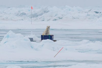 Regelmäßiger Besuch im Forschungsstädtchen: Eisbären sind beim Abschmelzen des Arktiseises stark gefährdet.