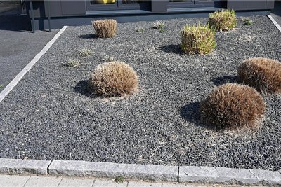 Wenige Pflanzen ragen aus einem Vorgarten mit grauen und schwarzen Kieselsteinen. Schottergärten sind für Insekten nutzlos.