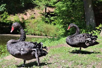 Trauerschwäne im Tiergehege Crimmitschau