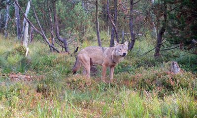 Der erste seit mehr als 200 Jahren im Raum Marienberg wieder sesshafte Wolfsrüde, aufgenommen von einer Wildkamera.