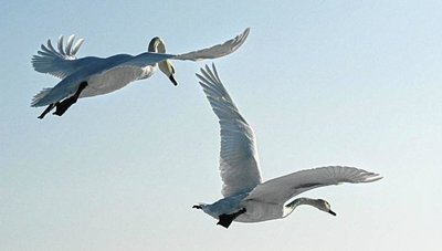 Das Füttern von Schwänen an der Pöhl sorgt für Streit. 