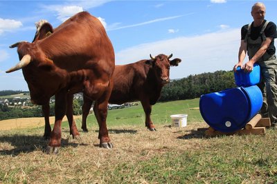 Landwirt Lutz Seidel-Höhne fürchtet um die Gesundheit und das Leben seines Roten Höhenviehes.
