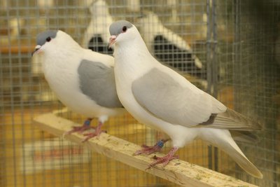 Auch in einer Voliere präsentierten die Zwönitzer die Tiere.