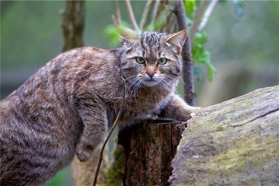 Wildkatze Walli.