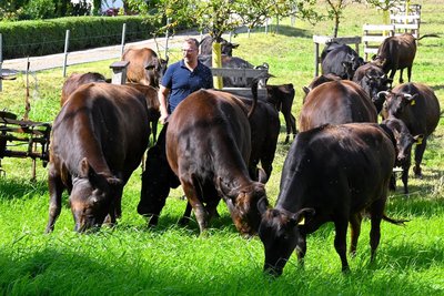 Die Wagyu-Rinder von Matthias Müller in Erlau.