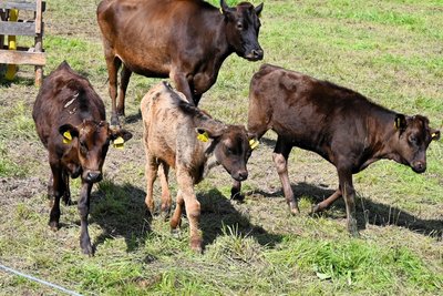 Drei der fünf Jungtiere von 2025 auf dem Hof in Erlau. Das jüngste Kalb wurde im Mai geboren.